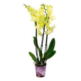 Орхидея Фаленопсис микс 3 ст d12 см