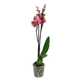 Орхидея Фаленопсис микс 2 ст d12 см