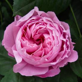 Роза английская Мэри Роуз C10