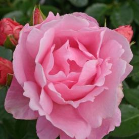 Роза флорибунда Поэтри C7 h30-40 см